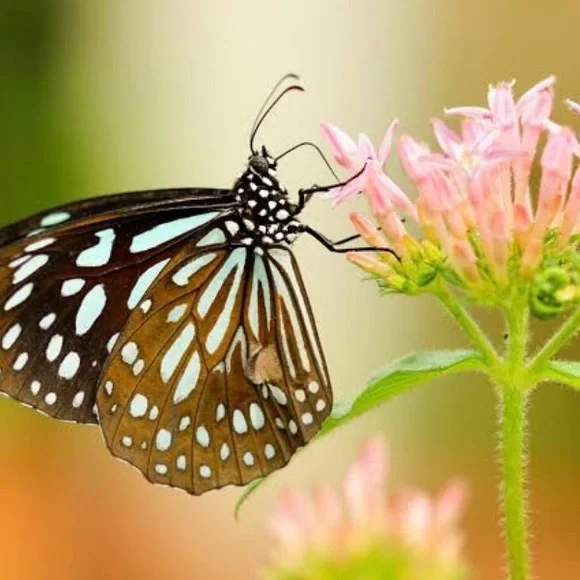 PIPER Silk Maxi Dress, Mandala Print, Melon & Gray Colours - Picture 7 of 7